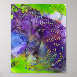 Starling-Illustration & Kalligrafie Poster