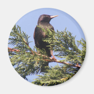 Starling in einem spruce Tree Magnet