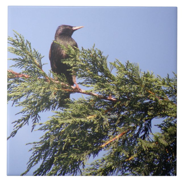 Starling in einer Spruce Tree Tile Fliese (Vorderseite)