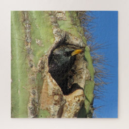 Starling in Saguaro Cactus Foto Southwest Bird
