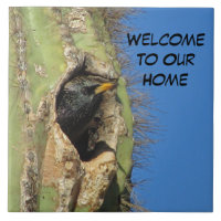 Starling in Saguaro Cactus Foto Southwest Bird