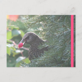 Starling in Yew-Tree-DIY-Postkarte Postkarte