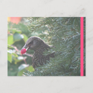 Starling in Yew-Tree-DIY-Postkarte Postkarte