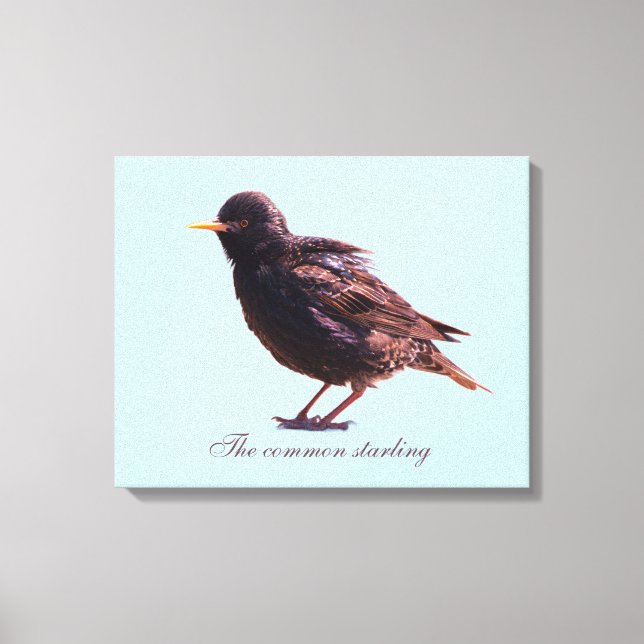Starling  leinwanddruck (Vorderseite)
