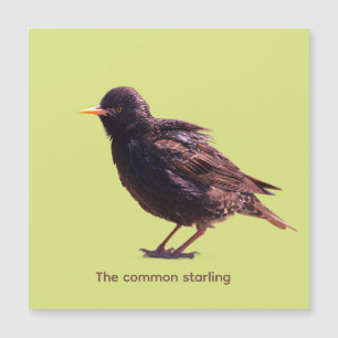 Starling magnetkarte