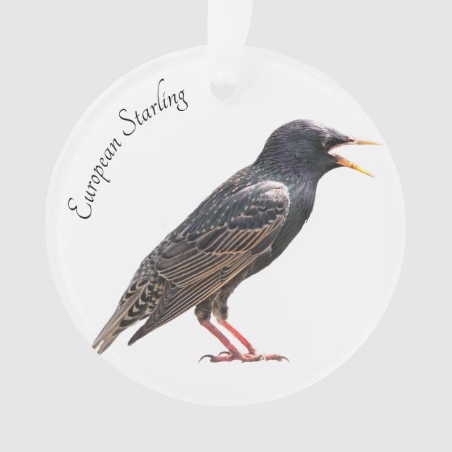 Starling Ornament (Vorderseite)