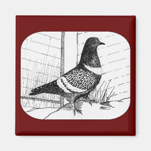Starling Pigeon 1973 Magnet