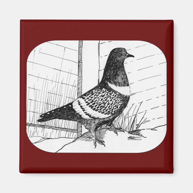 Starling Pigeon 1973 Magnet (Vorne)