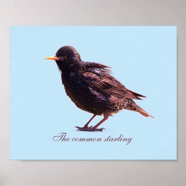 Starling  poster (Vorne)