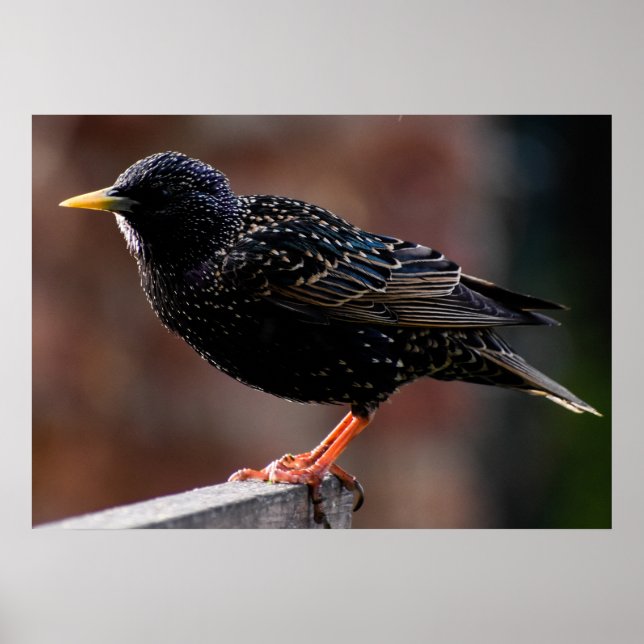 Starling Poster (Vorne)