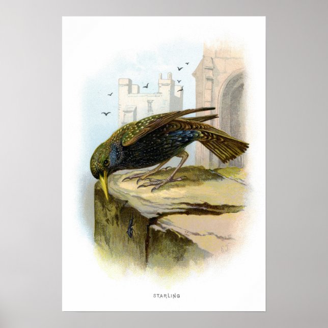 Starling Poster (Vorne)