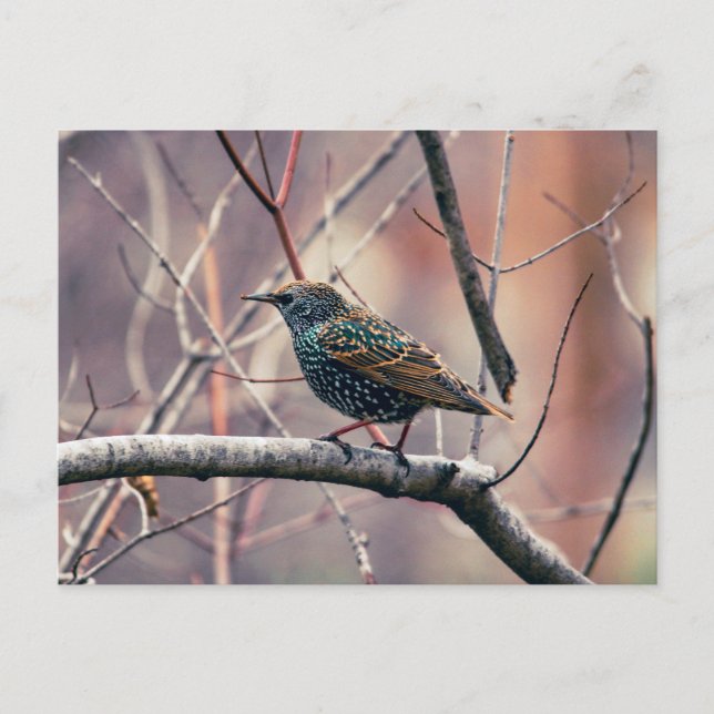 Starling Postkarte (Vorderseite)