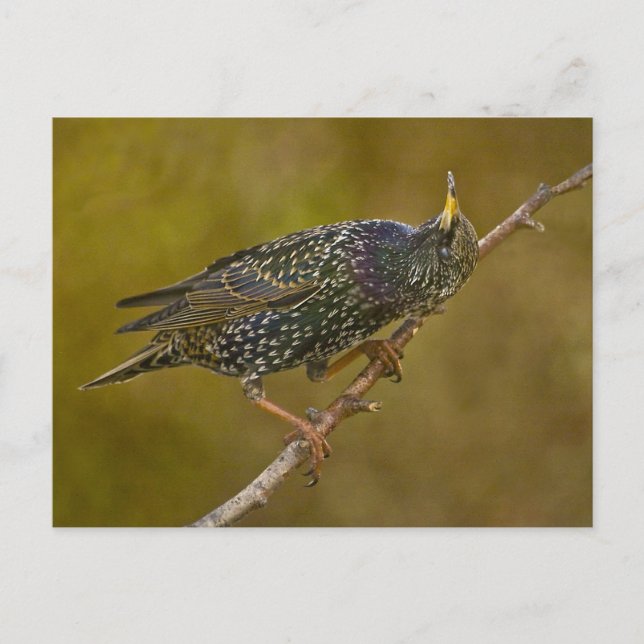 Starling Postkarte (Vorderseite)