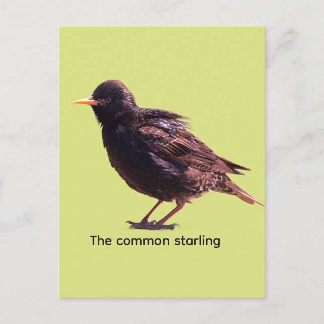 Starling  postkarte (Vorderseite)