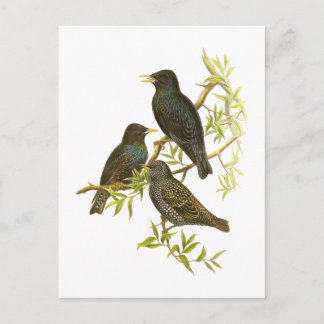 Starling Postkarte
