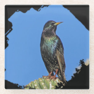Starling Saguaro Cactus Beautiful Southwest Bird Glasuntersetzer