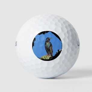Starling und Saguaro Cactus Foto Südwest Golfball