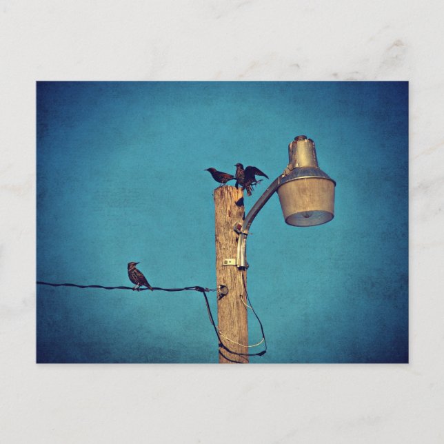 Starlings Postkarte (Vorderseite)
