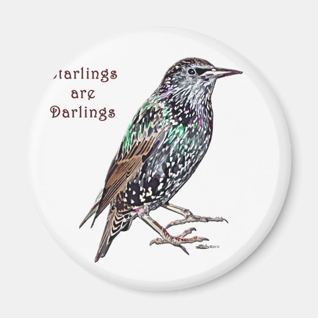 Starlings sind Darlings Magnet (Vorne)