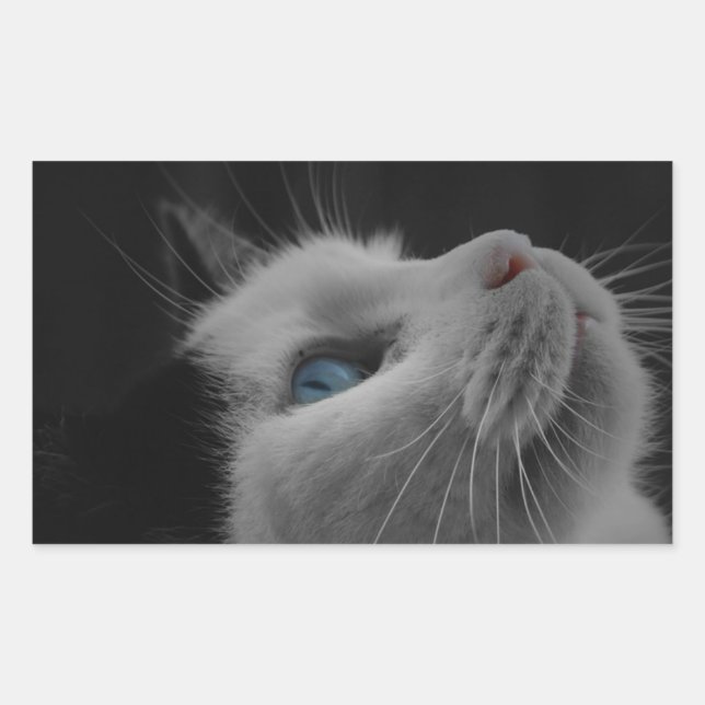 Starrer Nachthimmel schwarz-weiße Katze mit blauen Rechteckiger Aufkleber (Vorderseite)