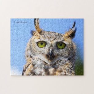 Starrwettbewerb mit einer schönen Virginia-Uhu