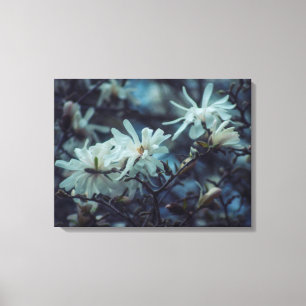 Starry Magnolia 3 172 Leinwanddruck