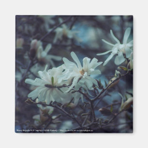 Starry Magnolia 3 172 Magnet