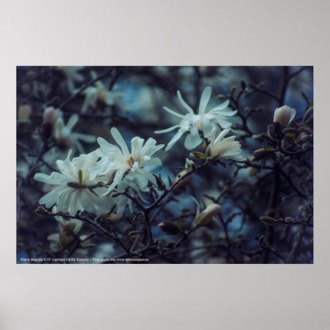 Starry Magnolia 3 172 Poster (Vorne)