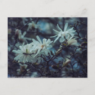 Starry Magnolia 3 172 Postkarte