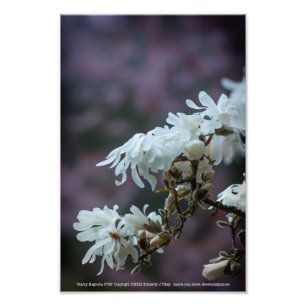 Starry Magnolia 5780 Fotodruck
