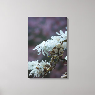 Starry Magnolia 5780 Leinwanddruck