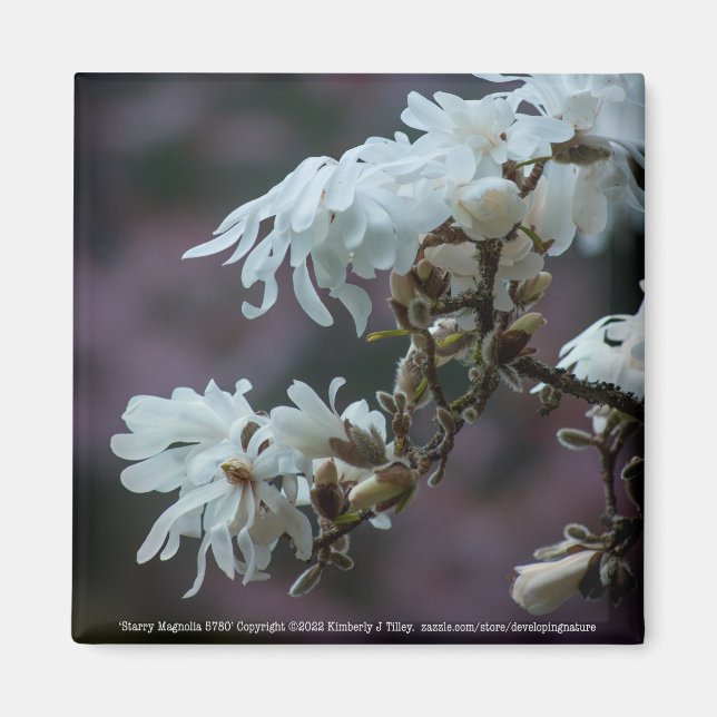Starry Magnolia 5780 Magnet (Vorne)