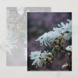 Starry Magnolia 5780 Postkarte