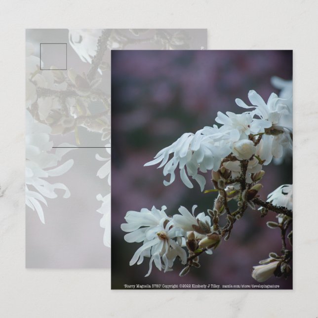 Starry Magnolia 5780 Postkarte (Vorne/Hinten)