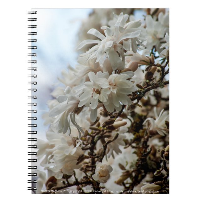 Starry Magnolia 5781 Notizblock (Vorderseite)