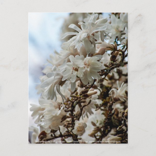 Starry Magnolia 5871 Postkarte (Vorderseite)