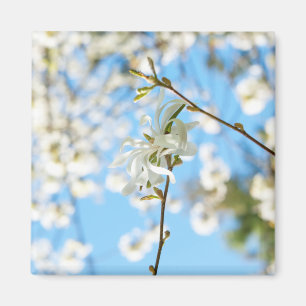 Starry Magnolia 6490 Magnet