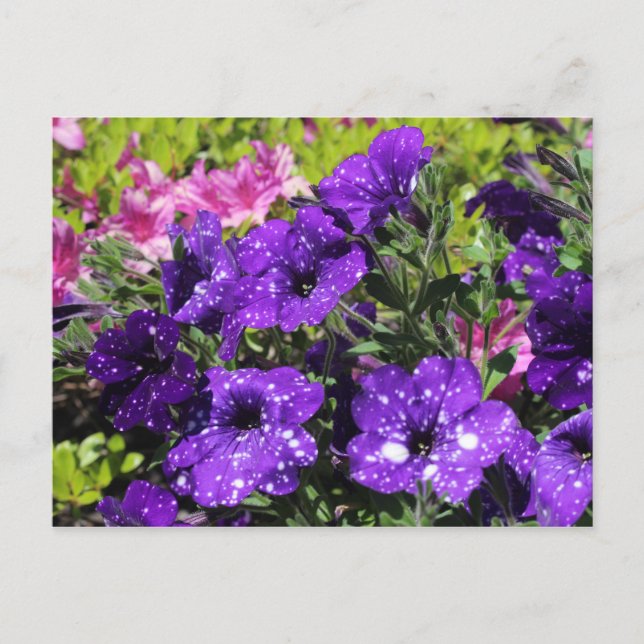 Starry Night Petunia Blume Postkarte (Vorderseite)