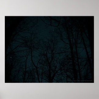 Starry Night Trees Poster