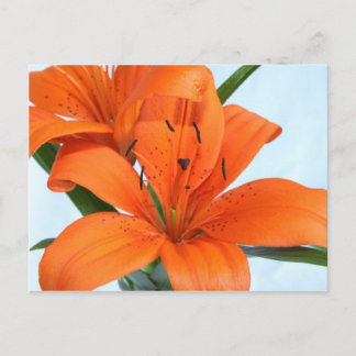 Startling Orange Tiger Liege Postkarte