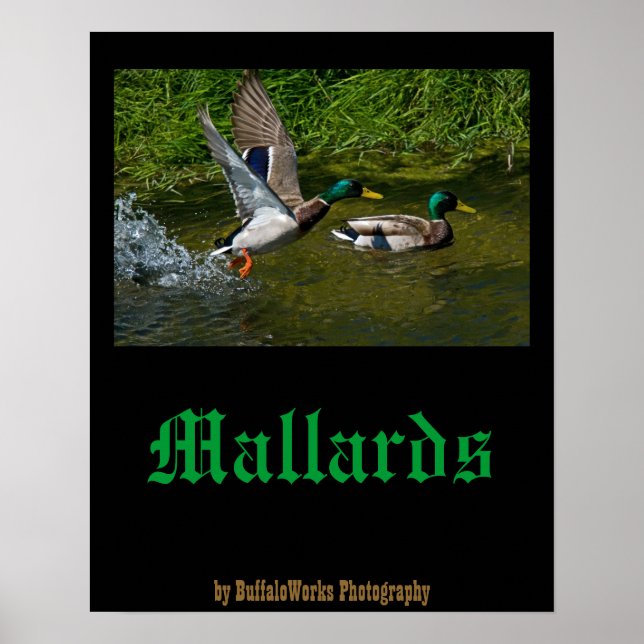 Startplakat von Mallard Poster (Vorne)