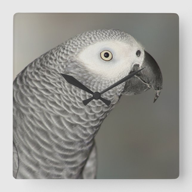 Stately African Grey Parrot Quadratische Wanduhr (Vorderseite)