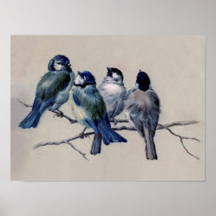 Staubblaue und graue Vögel auf einem Wasserfarbenz Poster