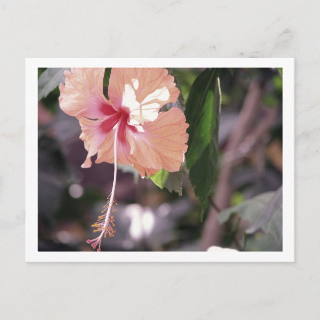 STC_0027 POSTKARTE (Vorderseite)