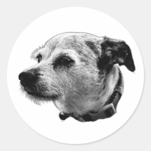 Steady Gaze Terrier Mix Sticker