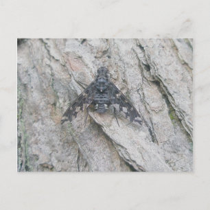 Stealth-Wing Fly-Postkarte Postkarte