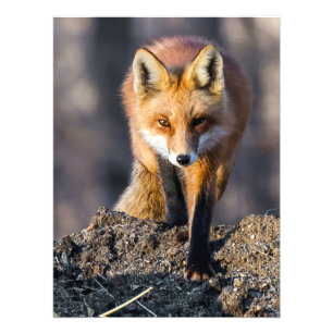 Stealthy Fox Fotodruck