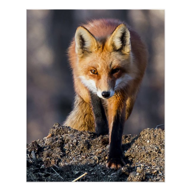 Stealthy Fox Poster (Vorderseite)