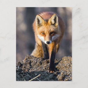 Stealthy Fox Postkarte