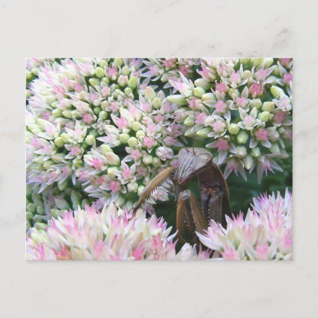 Stealthy Mantis ~ carte postale (Devant)